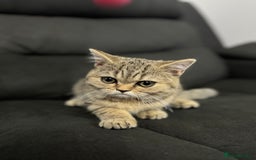 British Shorthair cats for sale: Sweet black golden shaded 💛💛 - Image 2