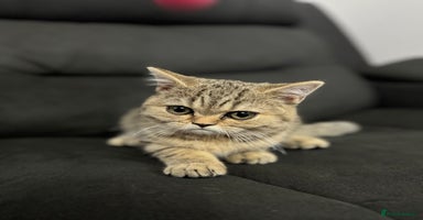 British Shorthair cats - Advert 5