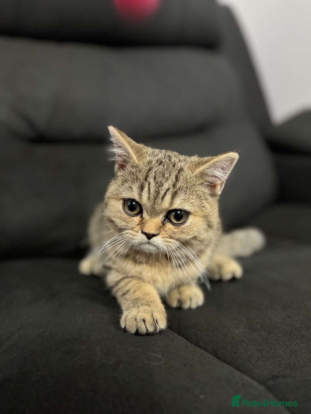 British Shorthair cats for sale: Sweet black golden shaded 💛💛 - Image 2