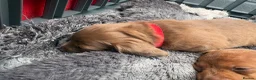 Miniature Dachshund dogs for sale: Long haired miniature dachshunds  in Liverpool - Advert 26