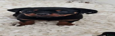 Rottweiler 2