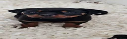 Rottweiler dogs for sale: Stunning kc rottweiler pups - Advert 5