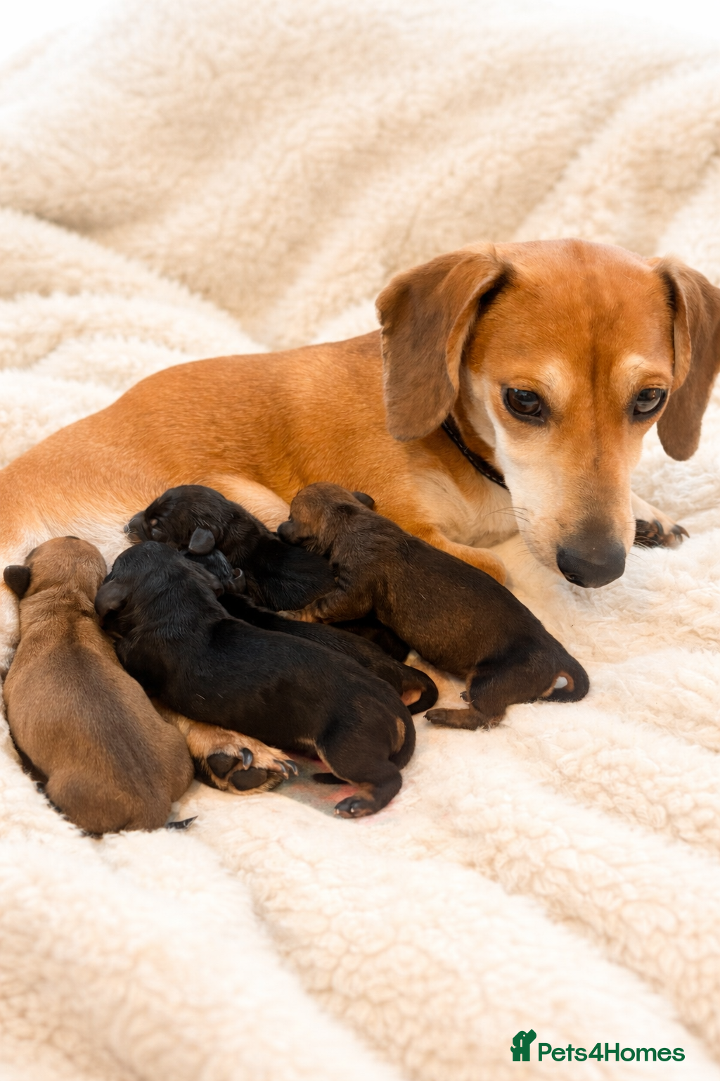 Miniature Dachshund dogs Lovely litter of 5 Miniature Dachshunds  - Advert 9