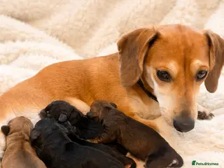 Miniature Dachshund dogs Lovely litter of 5 Miniature Dachshunds - Advert 9