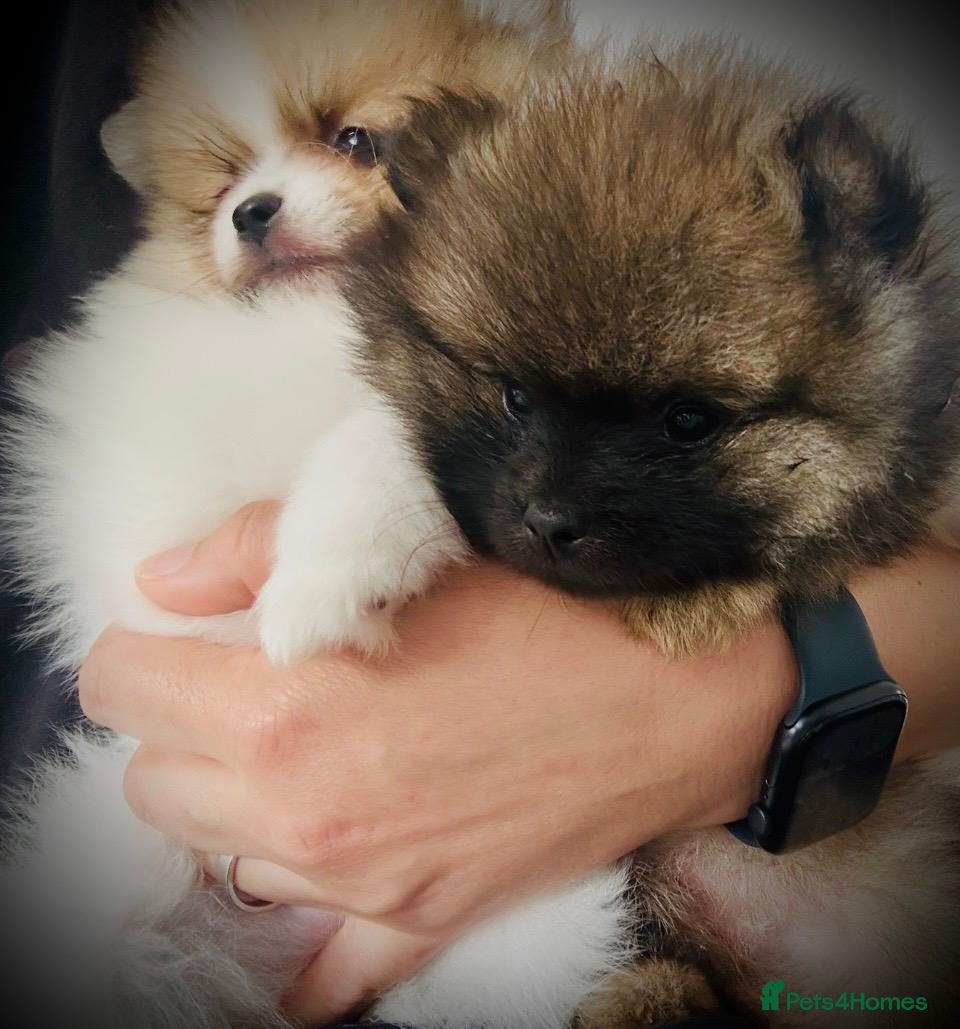 Pomeranian dogs Quality Pomeranian Teddy bears 🐻🐻 - Advert 5