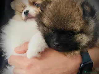 Pomeranian dogs Quality Pomeranian Teddy bears 🐻🐻 - Advert 5