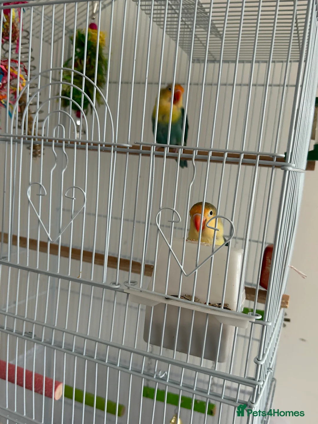 Lovebirds birds for sale: pair love birds with cage - Advert 5