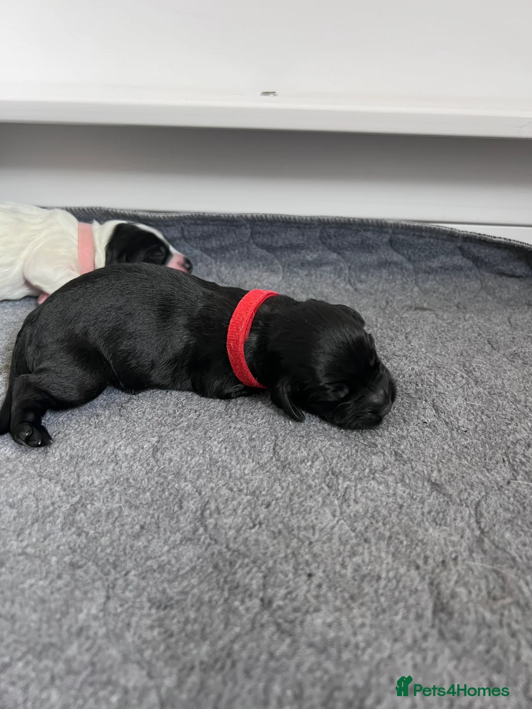Sprocker dogs for sale: Adorable Sprocker Spaniel puppies Leeds - Advert 8