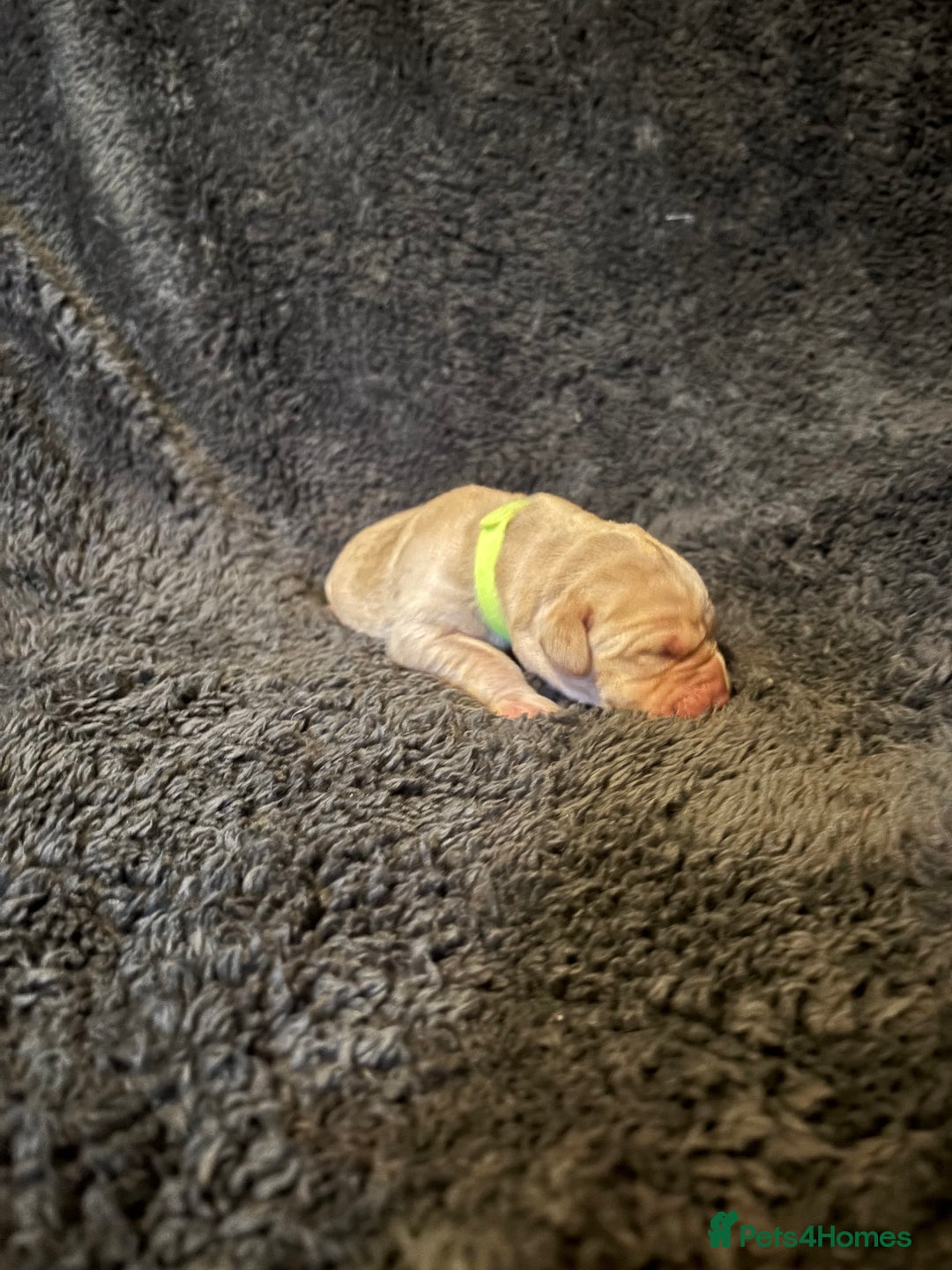 Labrador Retriever dogs for sale: Beautiful Labrador puppies - Image 12