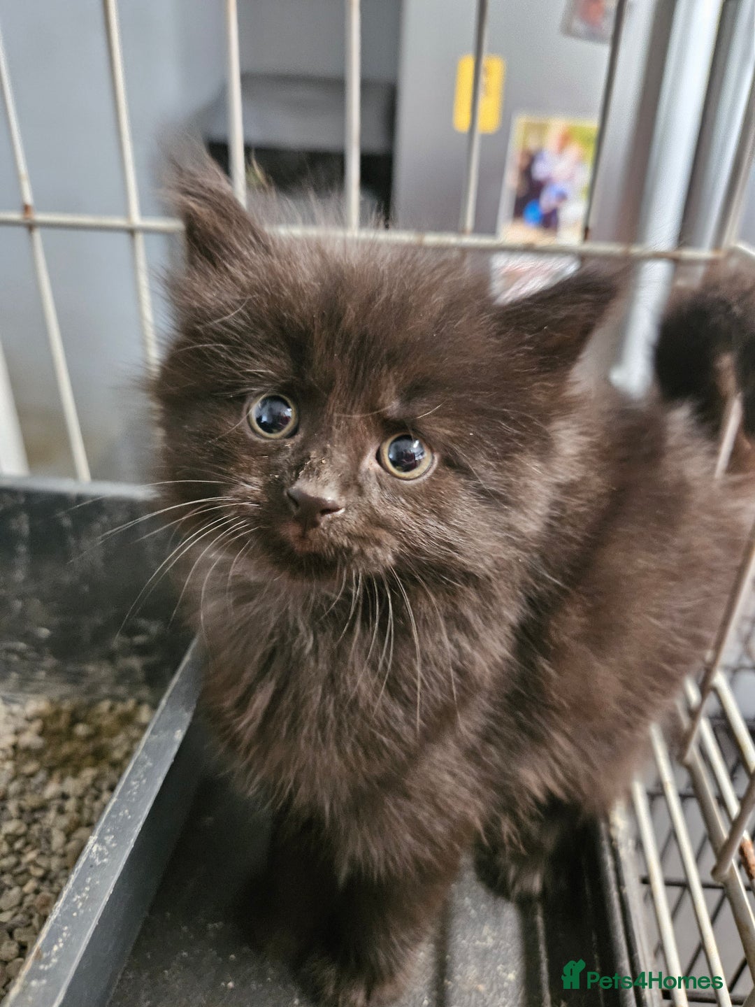 Maine Coon cats for sale: Beautiful black fluffy part maincoon kittens - Image 3