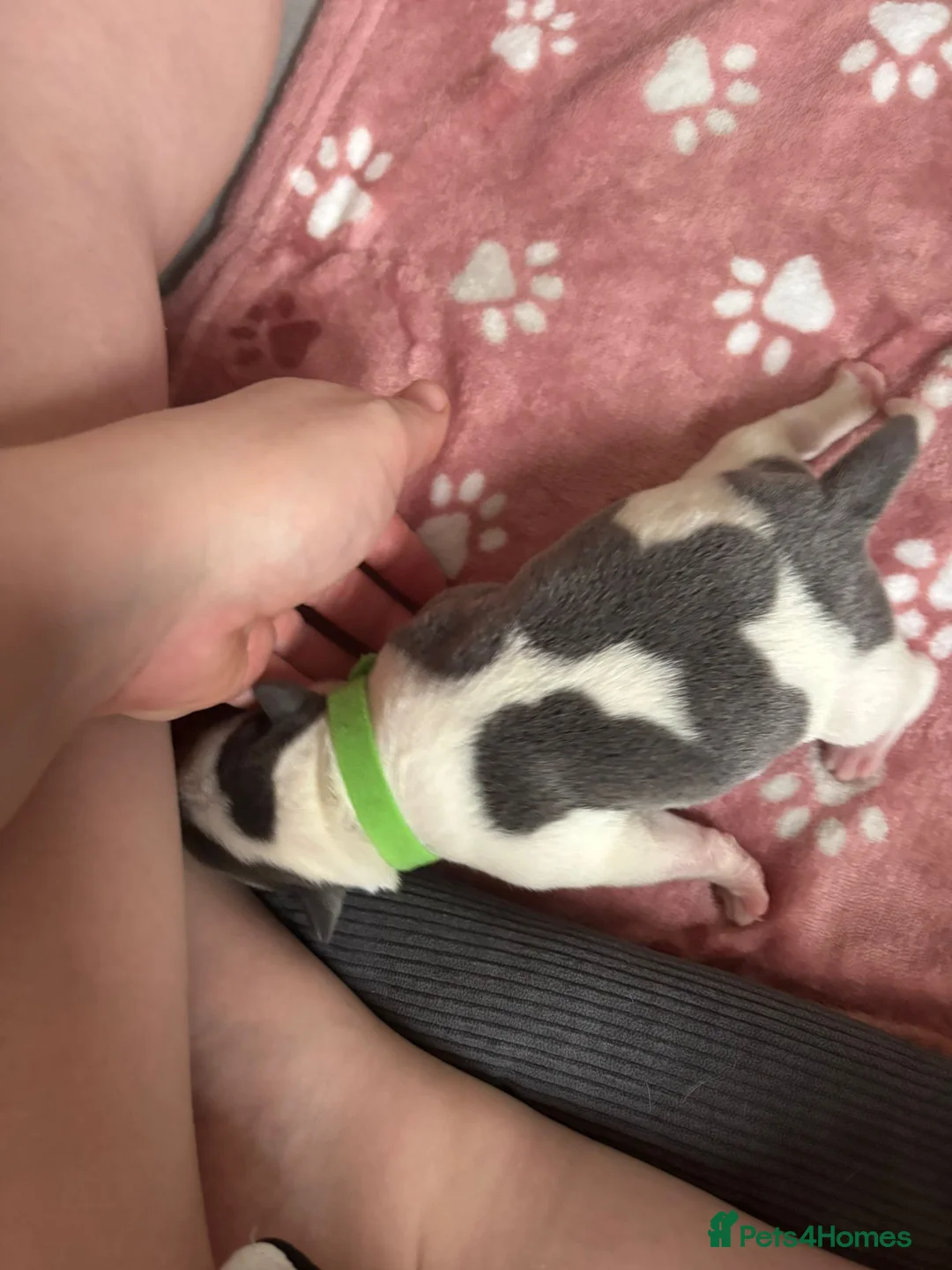 Staffordshire Bull Terrier dogs for sale: Beautiful litre of staffs for sale  in Colchester - Advert 12