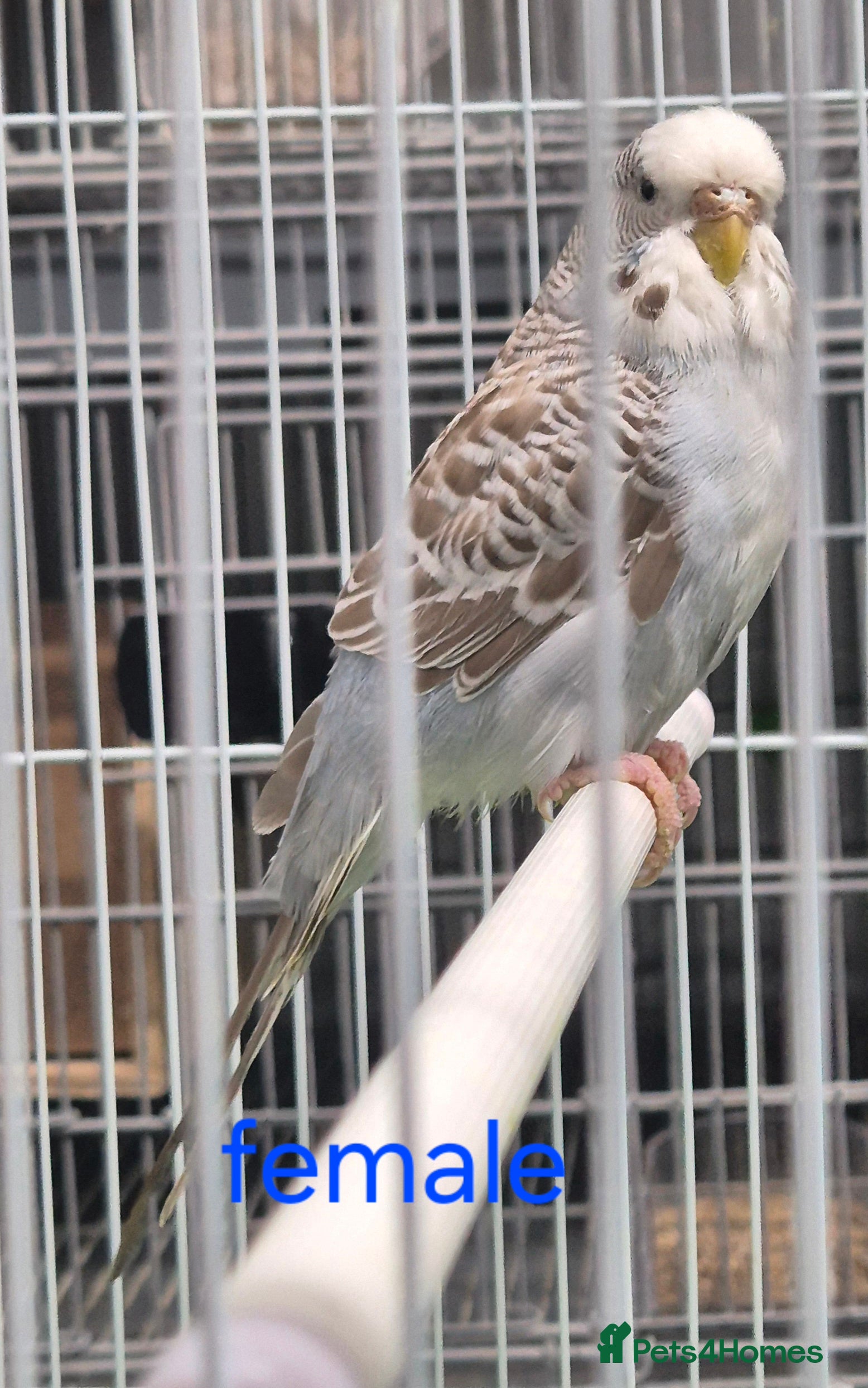 Budgerigars birds Budgies available for new homes - Advert 13