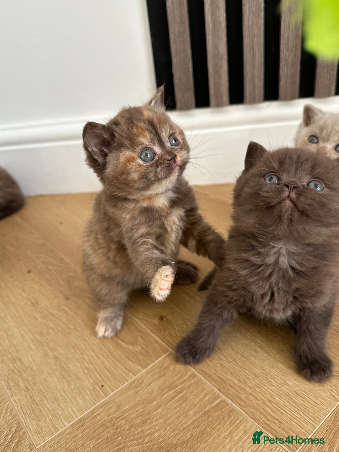 British Shorthair cats for sale: 😻Beautiful Chocolate Tortie BSH Kittens😻🎀 - Advert 7