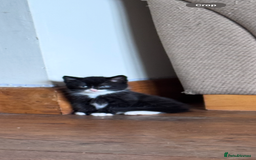 British Shorthair cats for sale: Last boy looking for his forever home  in Newtown - Image 7