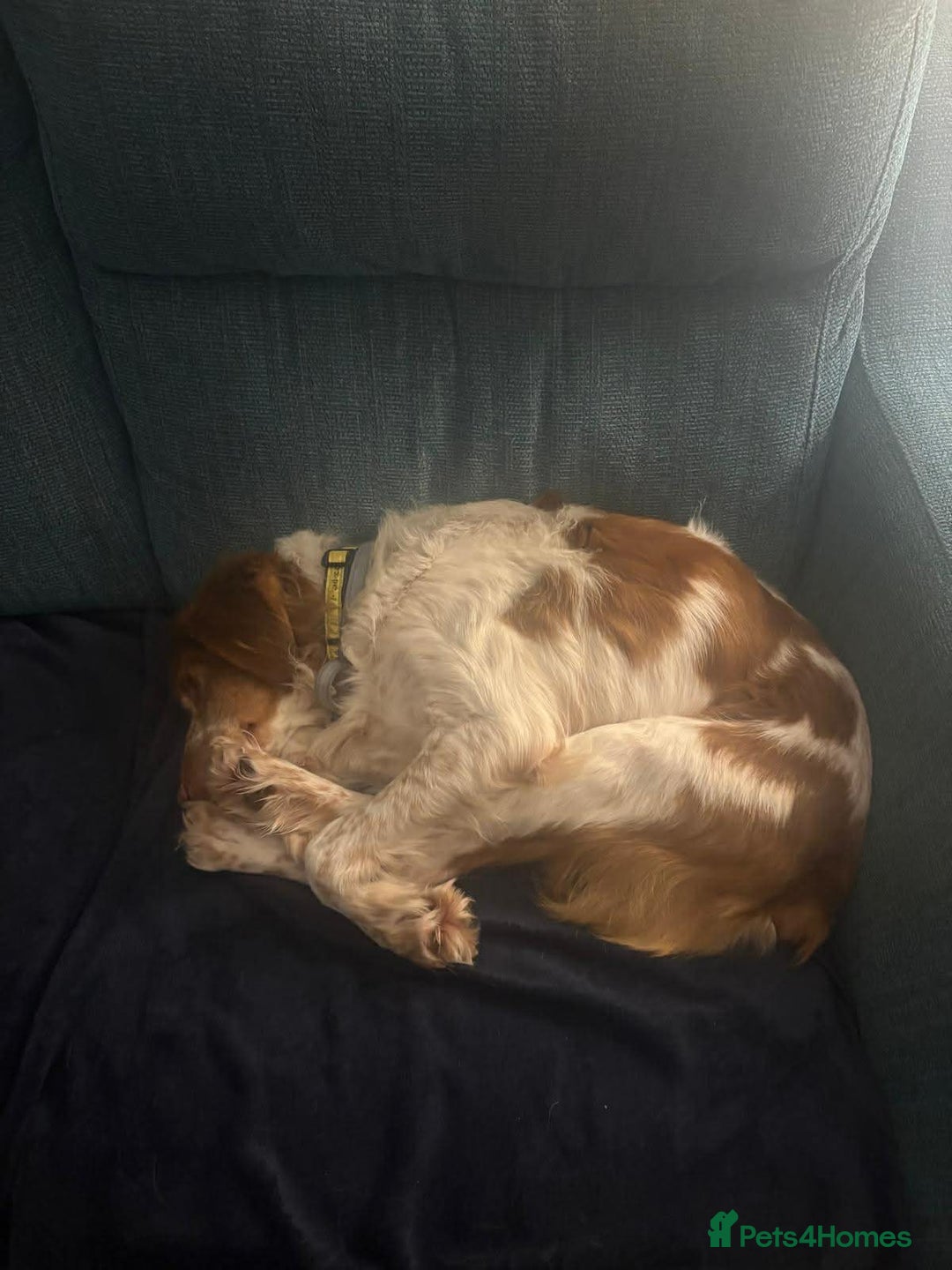 Brittany Spaniel dogs for adoption: Lovely gentle boy, Rudolph in foster in Solihull - Advert 5