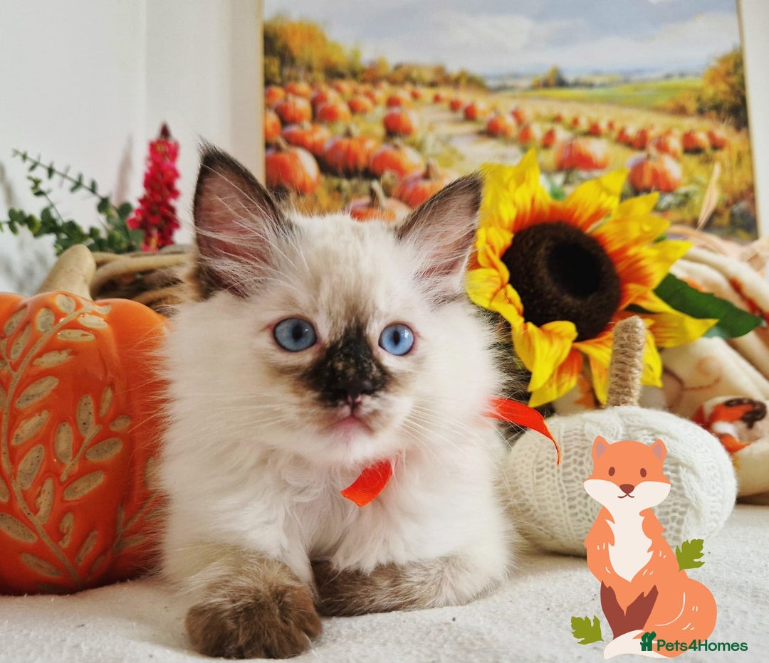 Ragdoll cats for sale: GCCF Ragdoll Kittens - Outstanding!  - Image 7