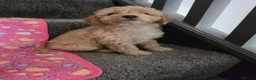 Cockapoo dogs for sale: Female Cockapoo - Advert 13