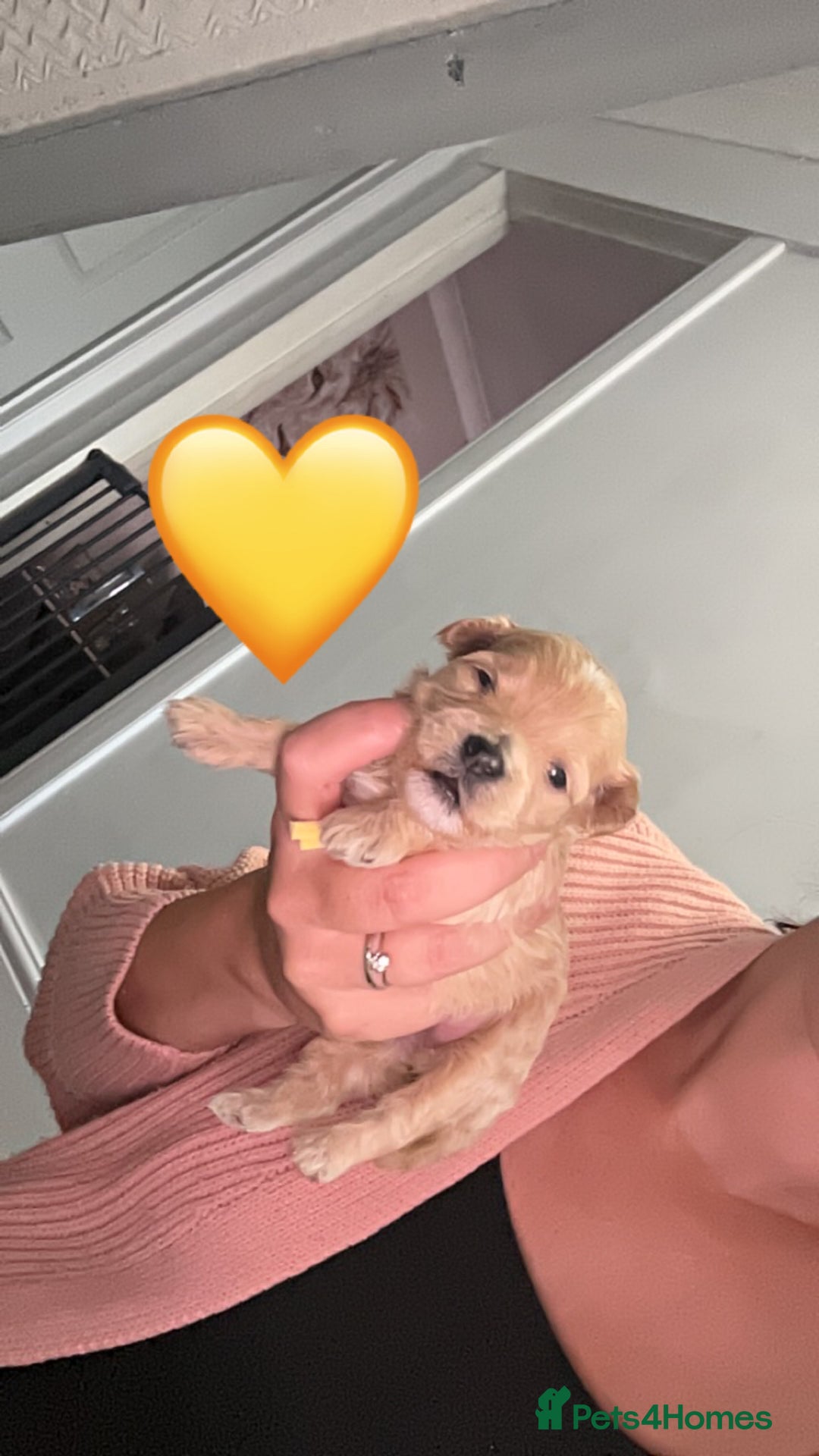 Maltipoo dogs for sale: F1 TINY TOY MALTIPOOS🩷health tested clear parents - Image 12
