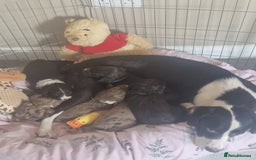 Mixed Breed dogs for sale: Female cockapoo cross  - Image 4