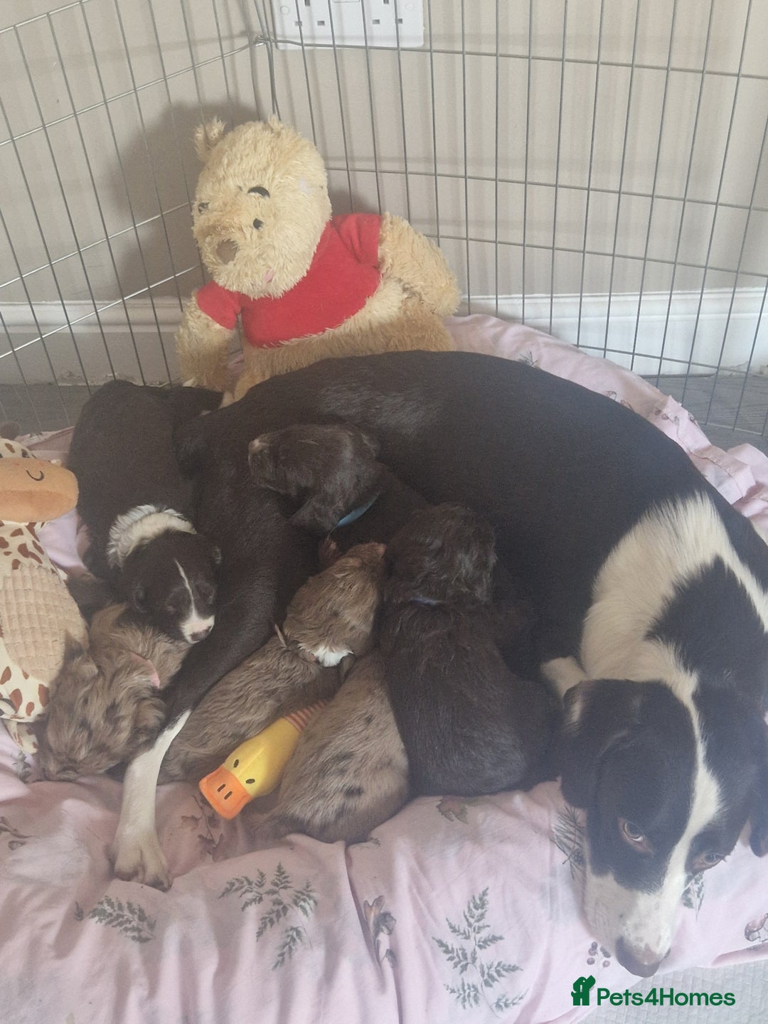 Mixed Breed dogs for sale: Female cockapoo cross  - Image 4