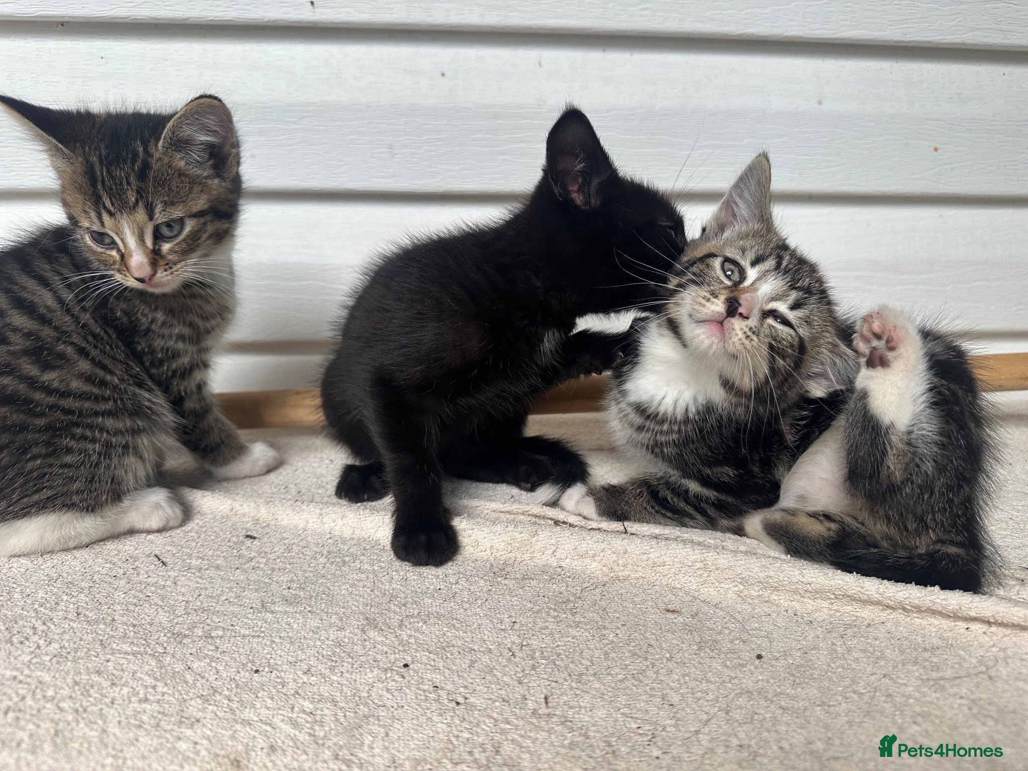 Mixed Breed cats Cute Kittens for Sale  - Advert 3