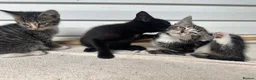 Mixed Breed cats for sale: Cute Kittens for Sale  - Advert 1
