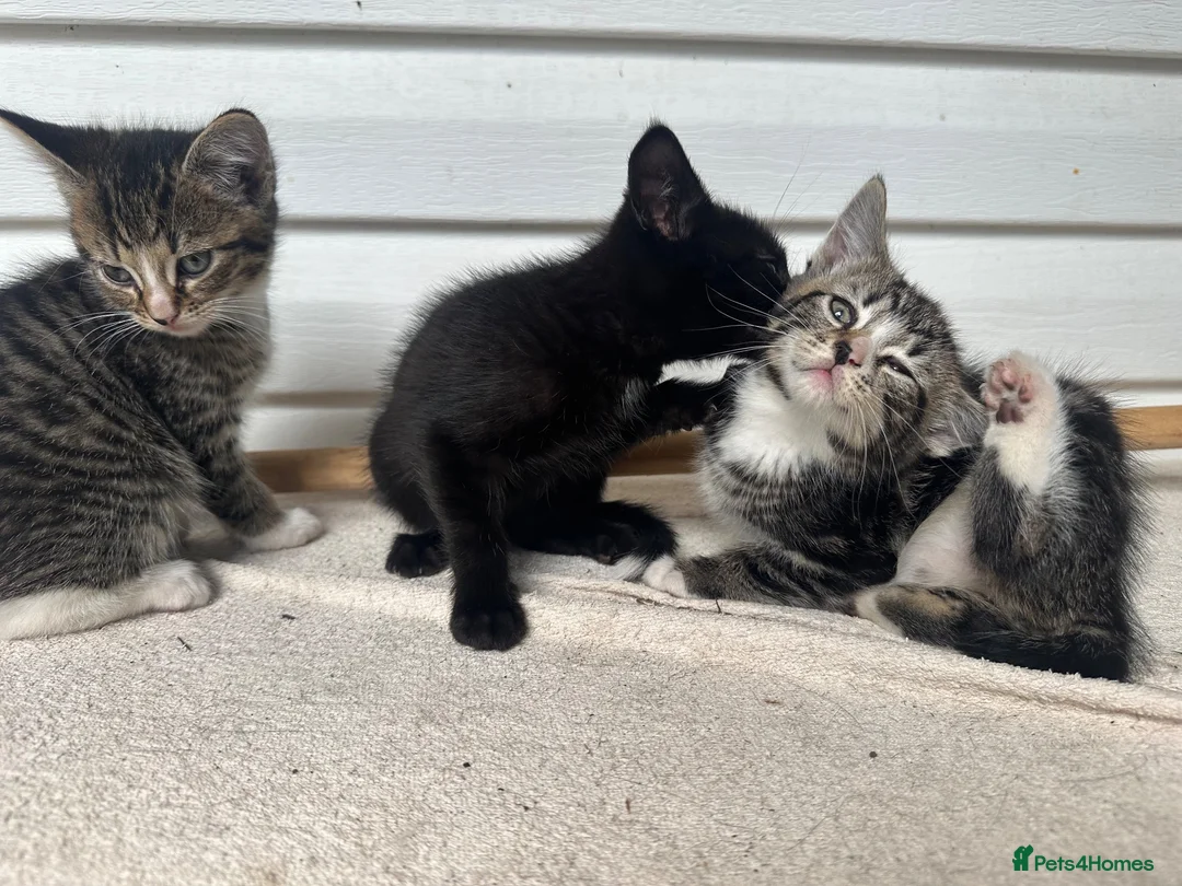 Mixed Breed cats for sale: Cute Kittens for Sale  - Advert 1