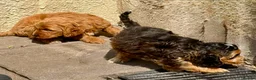 Cockapoo dogs for sale: Cockapoo f1 pups  - Advert 14
