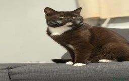 British Shorthair cats for sale: Charming British Shorthair Kittens - Image 10