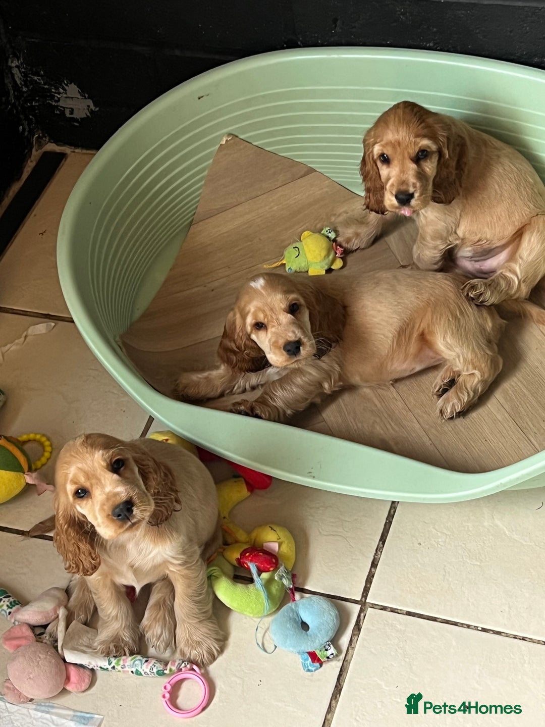 Cocker Spaniel dogs for sale: LAST 3 GIRLS ⭐️⭐️⭐️⭐️⭐️CH BLOODLINES  - Image 15