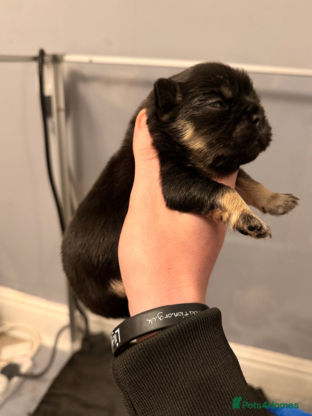 French Bulldog dogs for sale: Visual Fluffy French Bulldog Puppys - Advert 2