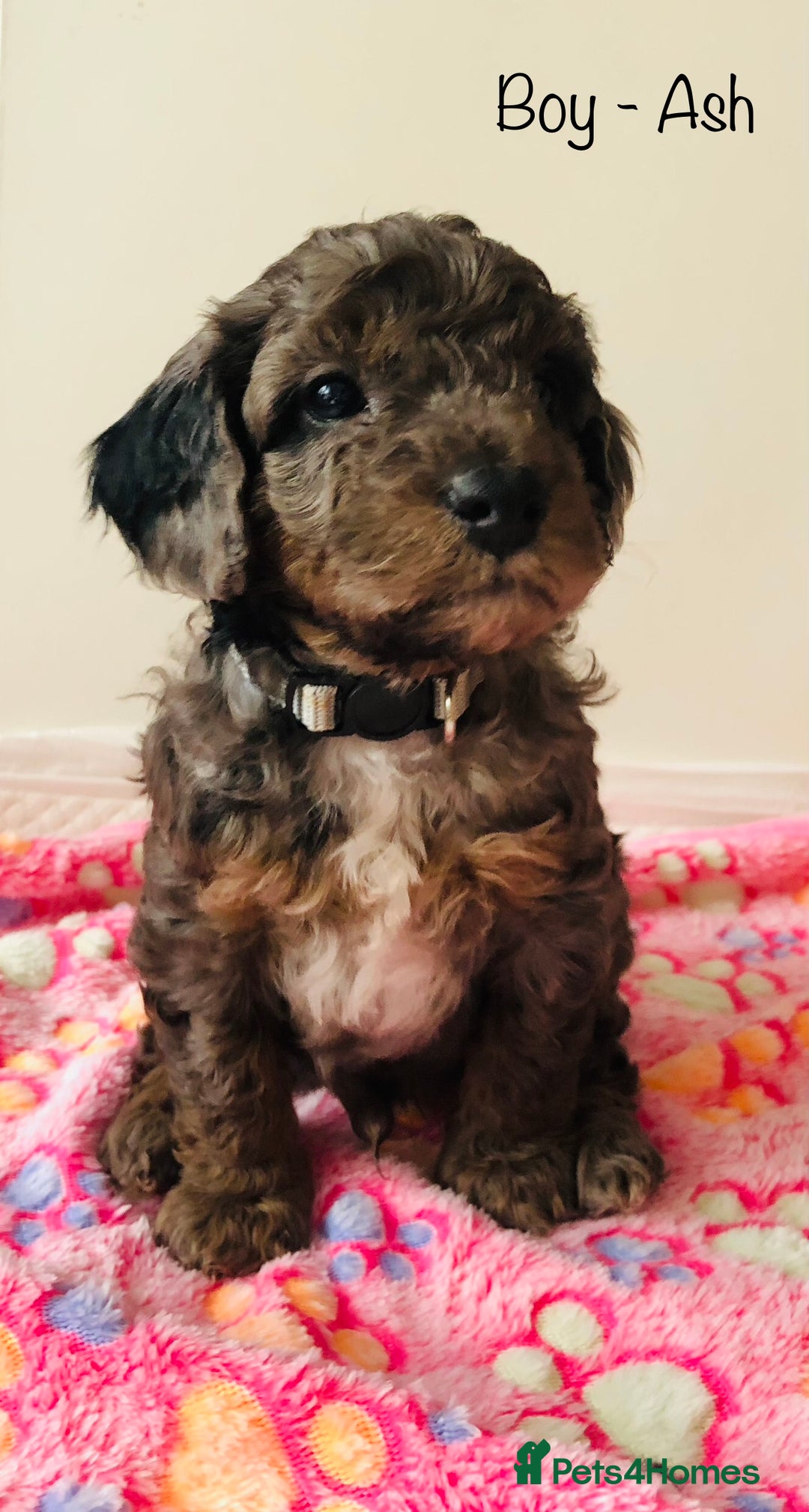 Cockapoo dogs for sale: Cockapoo Puppies - Image 4