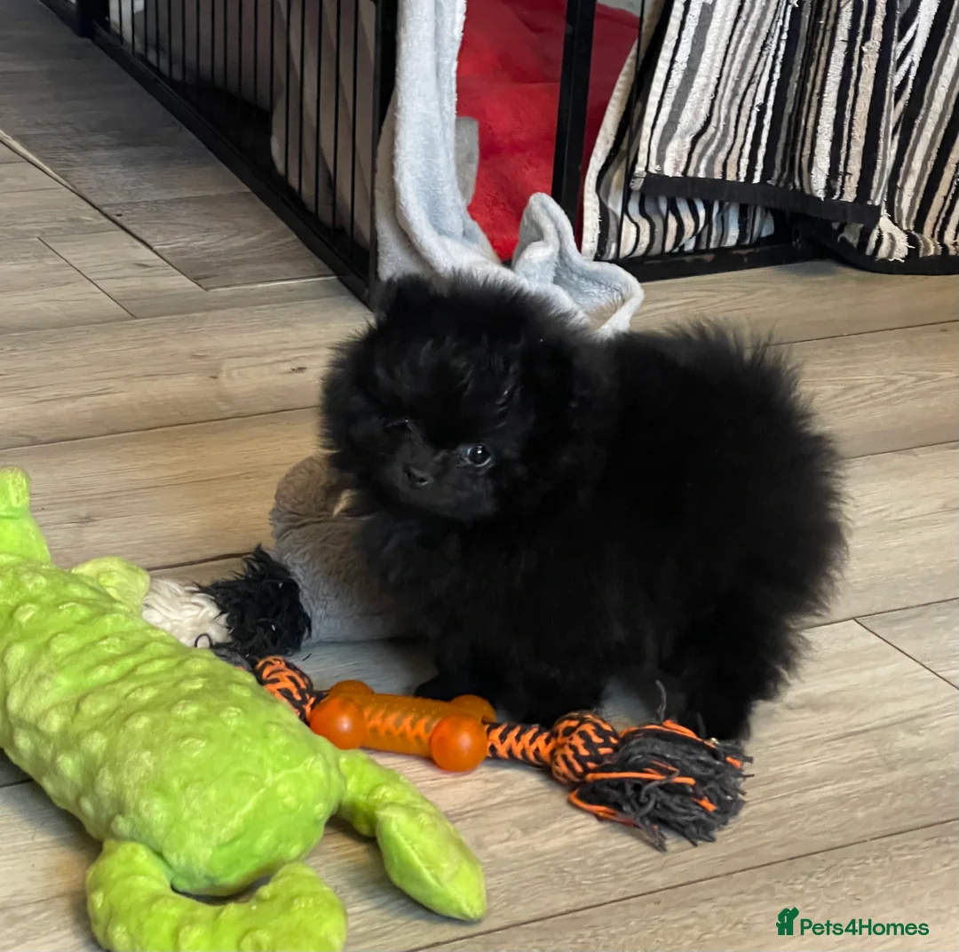 Pomeranian dogs for sale: Stunning KC reg Pomeranians 🌟REDUCED🌟 - Advert 4