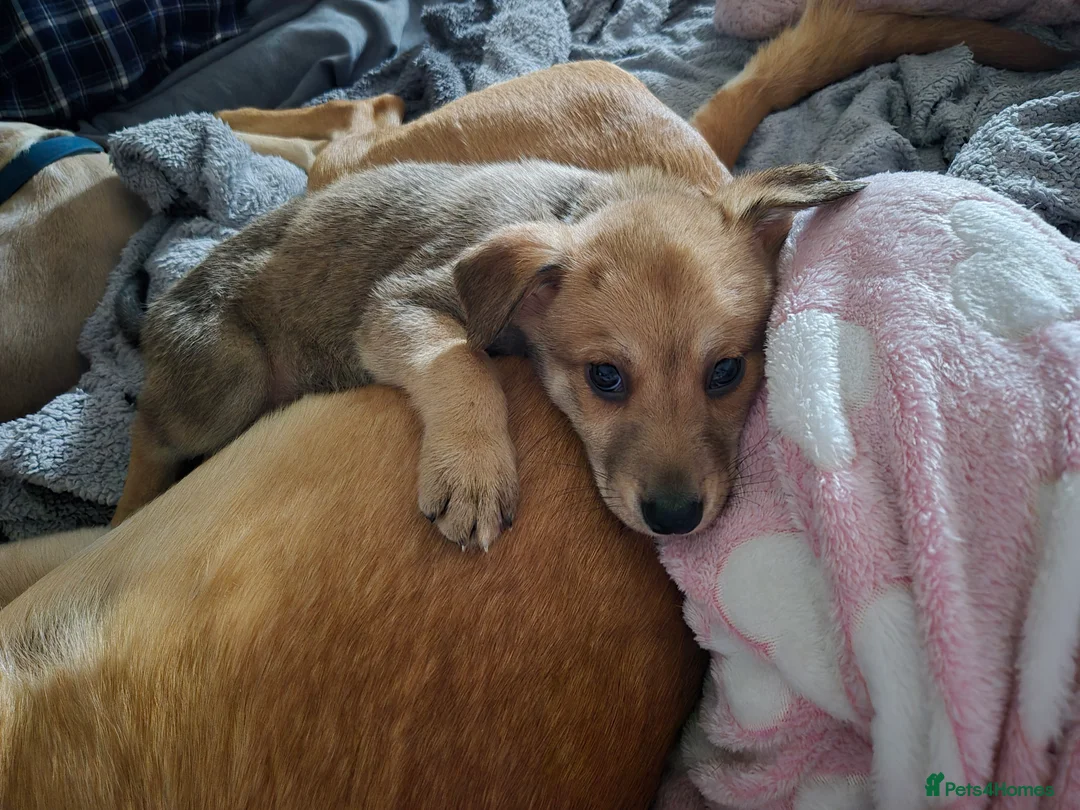 Mixed Breed dogs for sale:  Northern inuit/ Bullweiler  - Advert 2