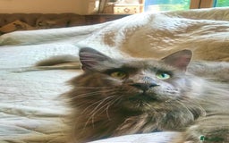 Maine Coon cats for sale: Vlad. Exquisite Huge Russian (neutered) 🔥🔥🔥🔥 - Image 6
