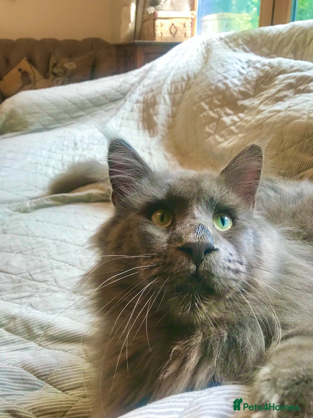 Maine Coon cats for sale: Vlad. Exquisite Huge Russian (neutered) 🔥🔥🔥🔥 - Image 6