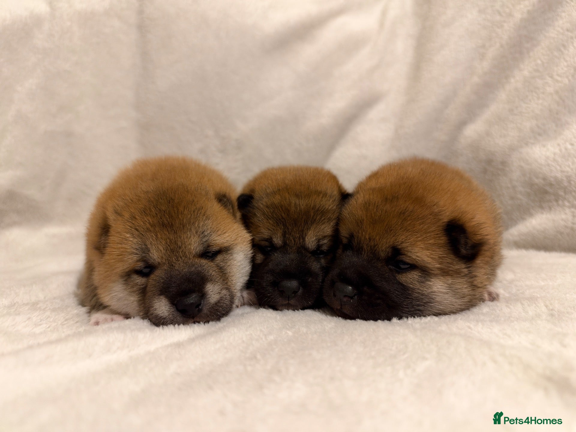 Japanese Shiba Inu dogs for sale: Japanese Shiba Inu Puppies  - Advert 1