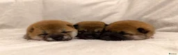 Japanese Shiba Inu dogs for sale: Japanese Shiba Inu Puppies  in Chester - Advert 1