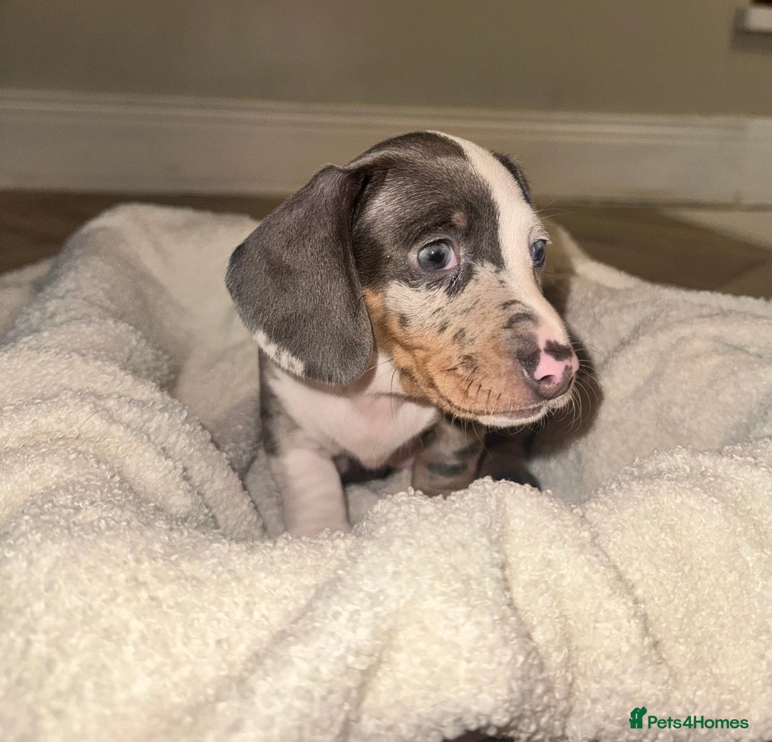 Dachshund dogs for sale: Miniature dapple dachshunds 5 puppies  - Advert 20