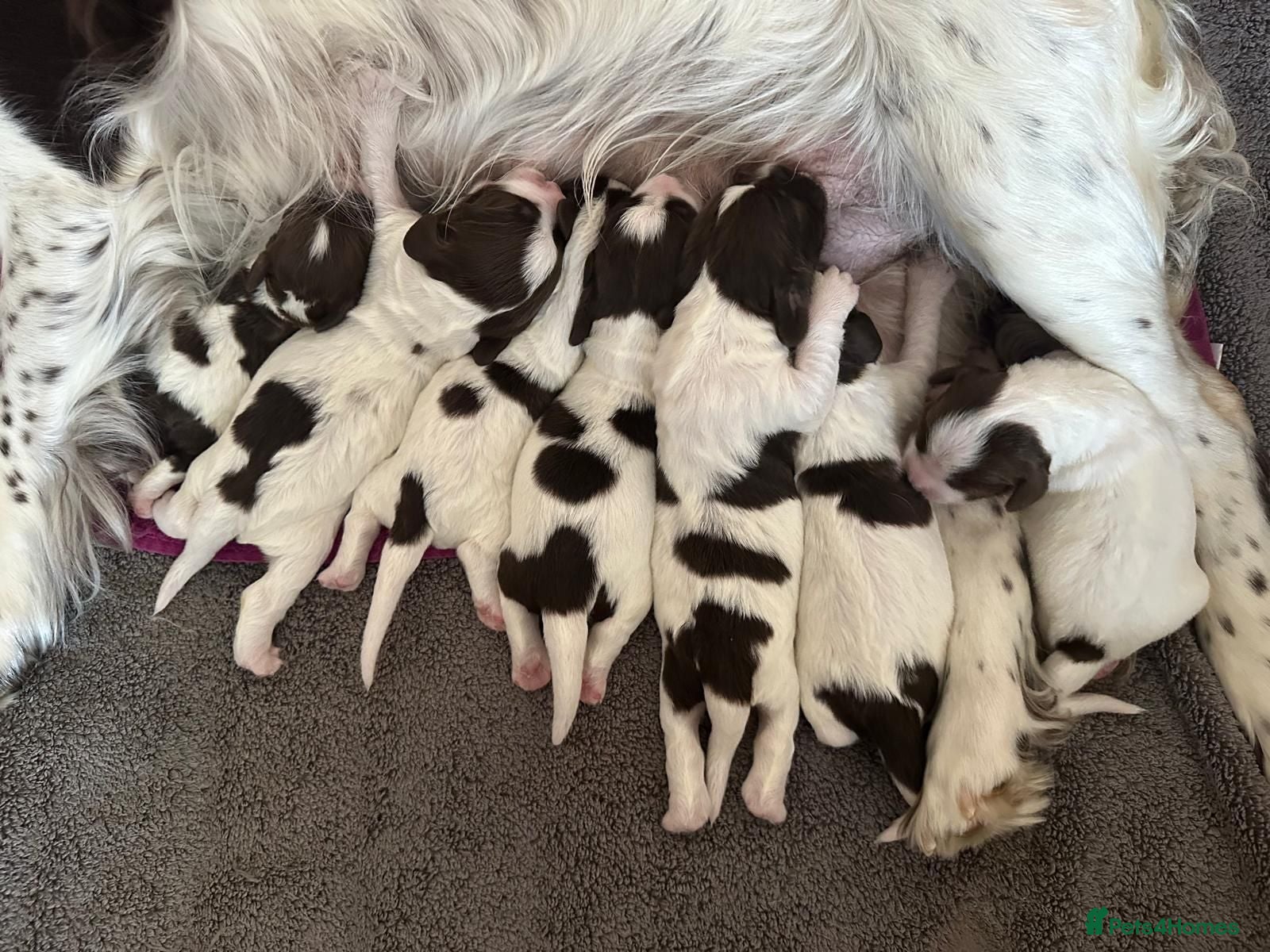 English Springer Spaniel dogs KC registered English Springer Spaniels - Advert 2