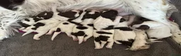 English Springer Spaniel dogs for sale: KC registered English Springer Spaniels - Advert 2