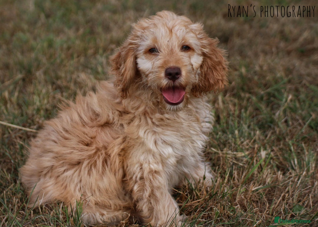 Cockapoo dogs for sale: Beautiful female 11 weeks.  - Image 4