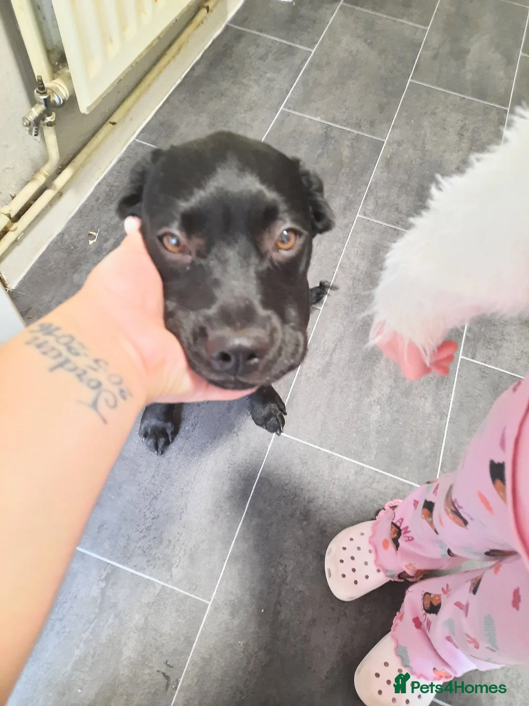 Labrador Retriever dogs for sale: With heavy heart - Advert 1