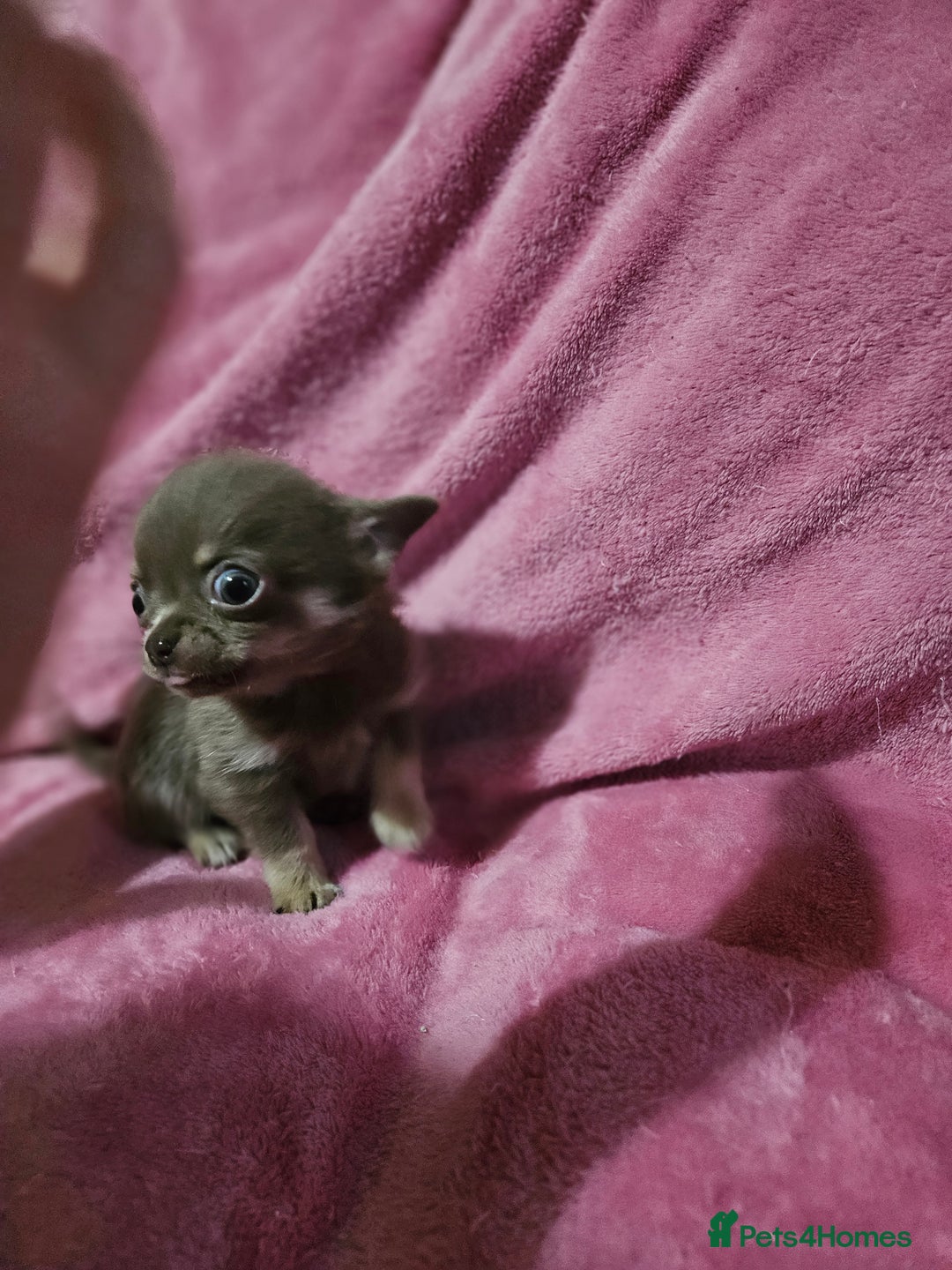 Chihuahua dogs for sale: TINY KC REG Lilac Chihuahua puppies - Advert 4