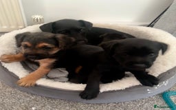 Patterdale Terrier dogs for sale: Patterdale Terrier puppies - Advert 5