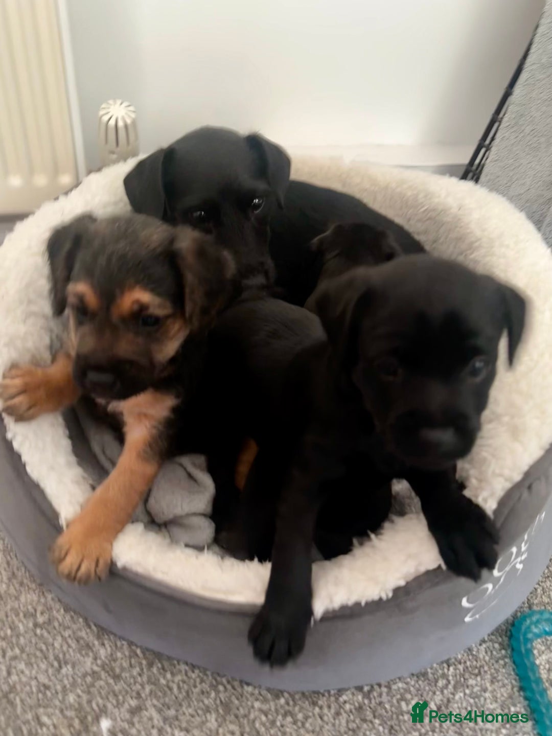 Patterdale Terrier dogs for sale: Patterdale Terrier puppies - Advert 5