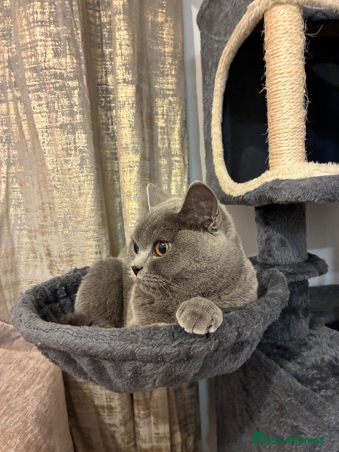 British Shorthair cats for sale: Blue British Shorthair Looking for a Loving Home💕 - Advert 2