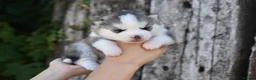 Pomsky dogs for sale: Genuine Celtic Star F3 Pomskies Available  - Advert 10