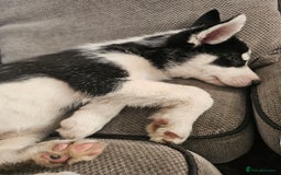 Siberian Husky dogs for sale: Siberian husky - Advert 4