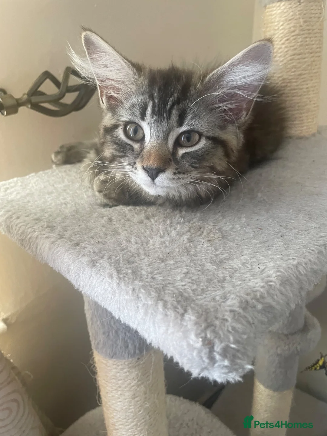 Mixed Breed cats for sale: Meet piglet - Advert 4